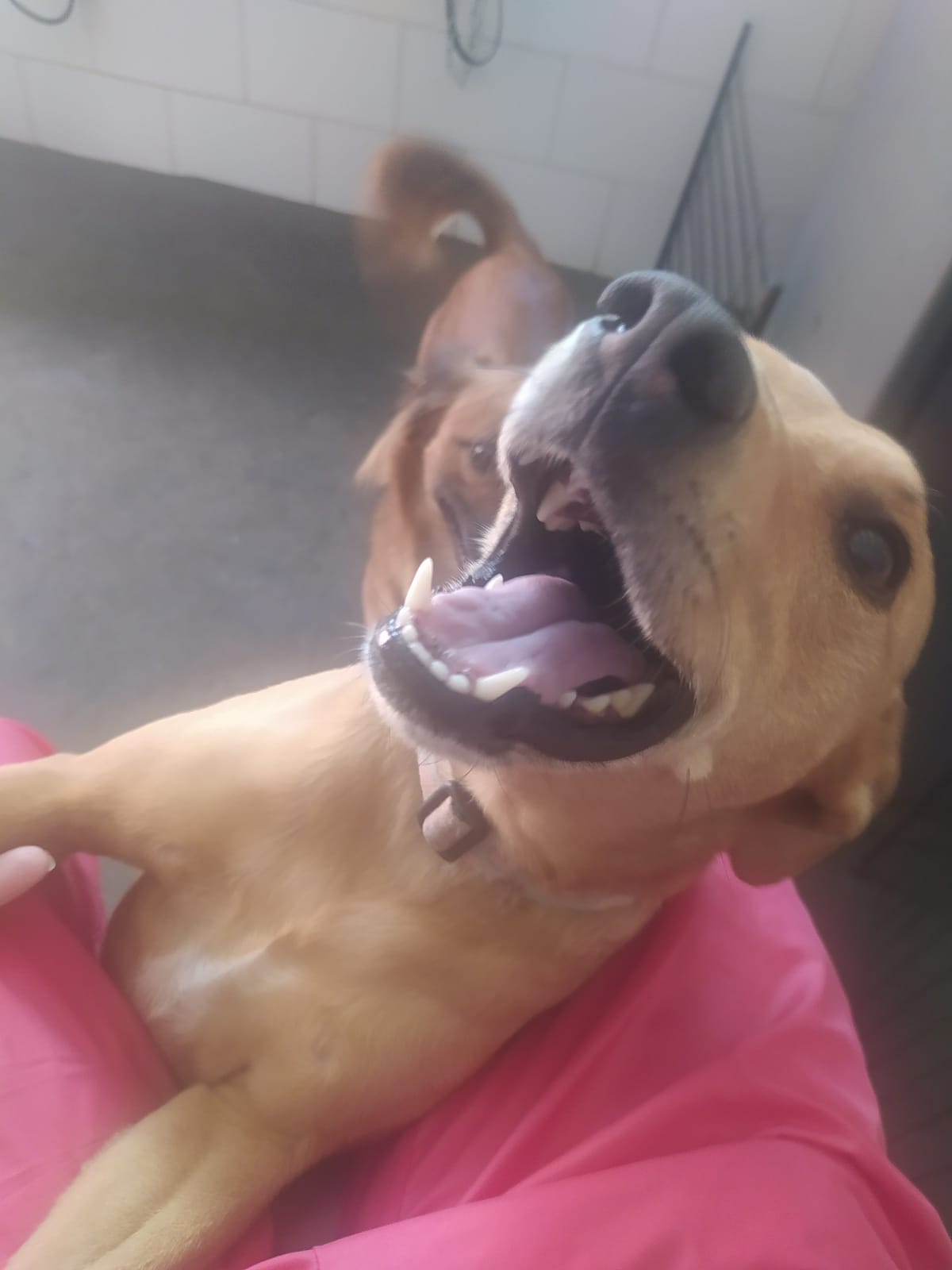 Foto do dia 15/04/2026 11:36  na clínica Animal House