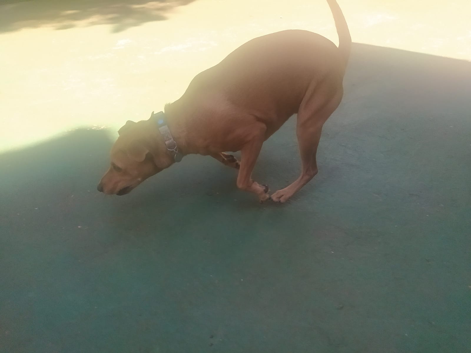 Foto do dia 15/04/2026 11:36  na clínica Animal House