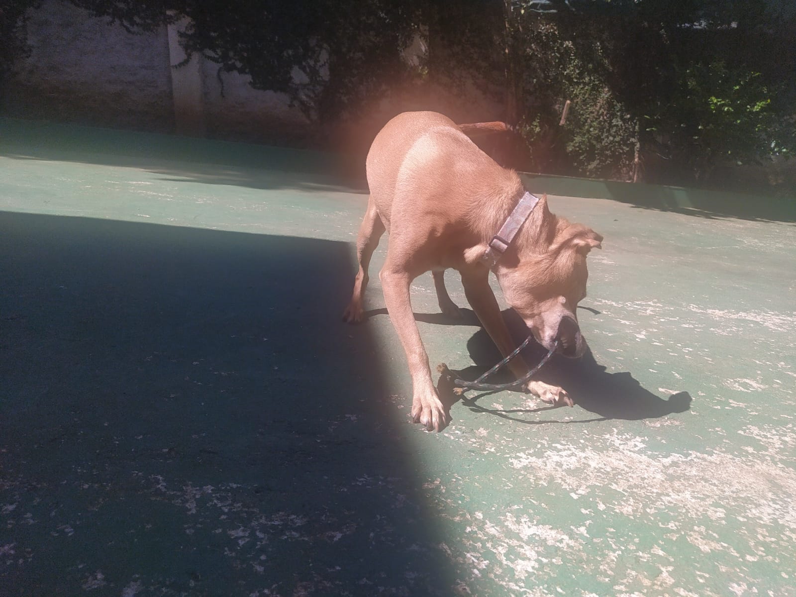 Foto do dia 15/04/2026 11:36  na clínica Animal House