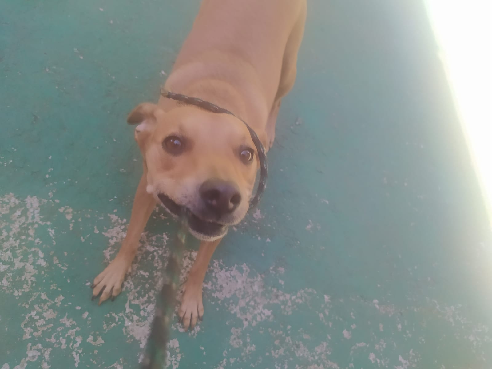 Foto do dia 15/04/2026 11:36  na clínica Animal House