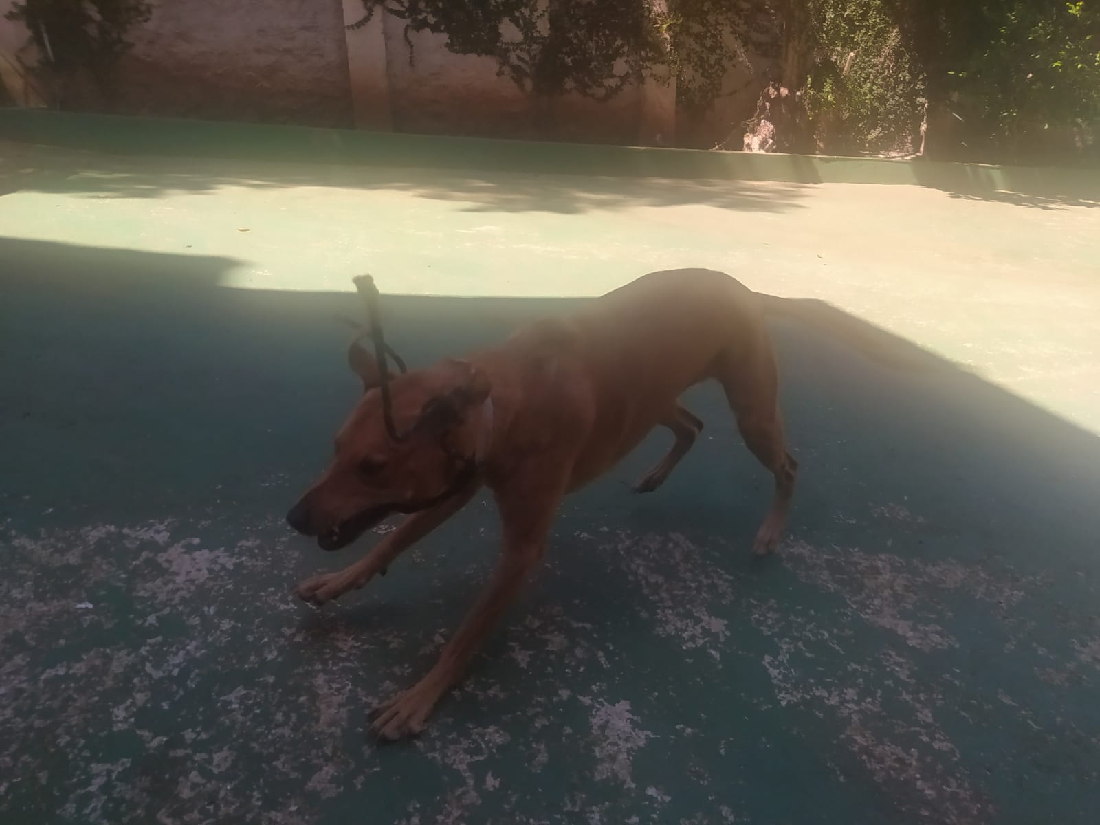 Foto do dia 15/04/2026 11:36  na clínica Animal House