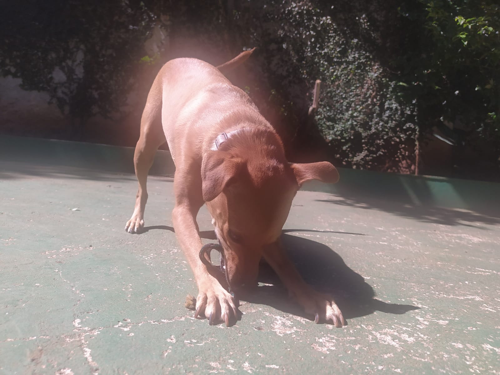 Foto do dia 15/04/2026 11:36  na clínica Animal House