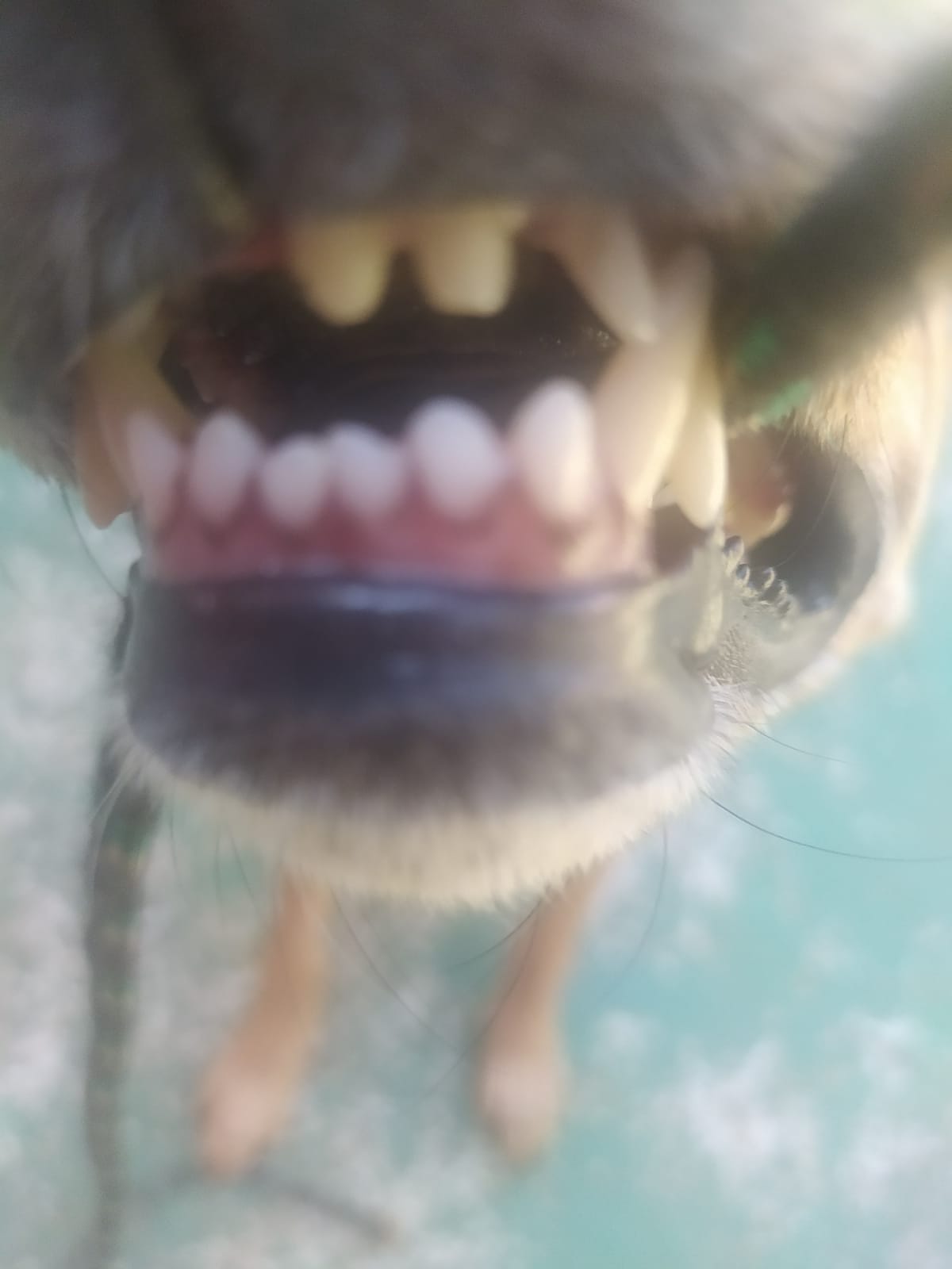 Foto do dia 15/04/2026 11:36  na clínica Animal House