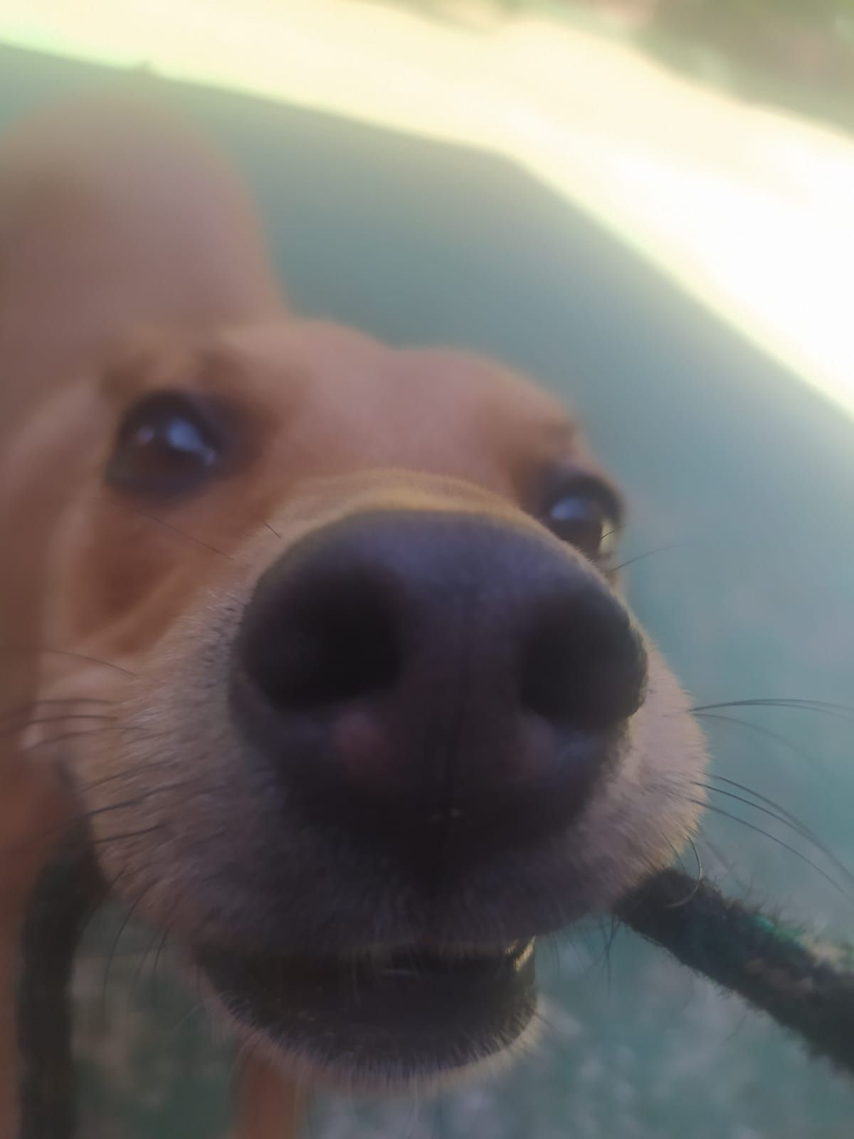 Foto do dia 15/04/2026 11:36  na clínica Animal House