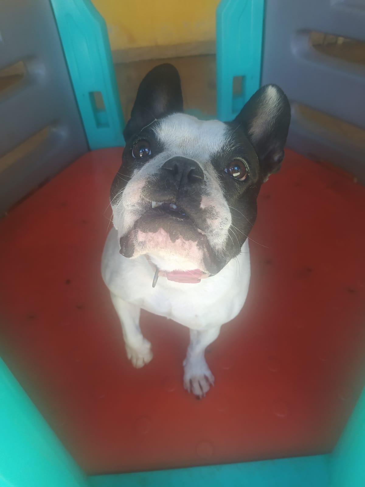 Foto do dia 15/04/2026 11:47  na clínica Animal House