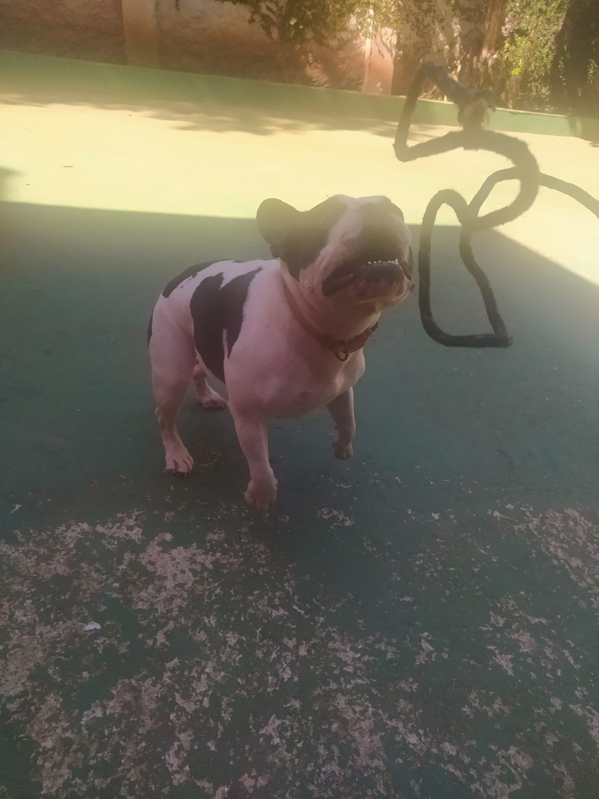 Foto do dia 15/04/2026 11:47  na clínica Animal House