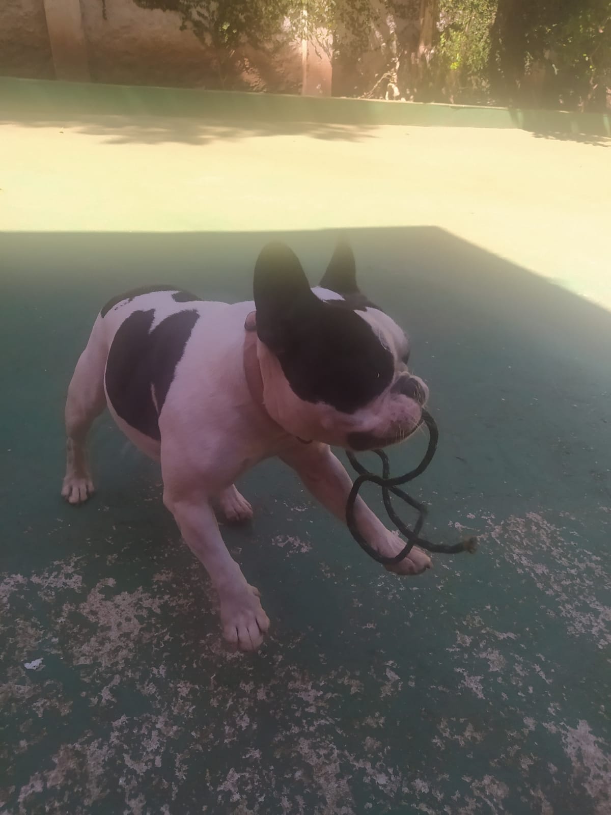 Foto do dia 15/04/2026 11:47  na clínica Animal House