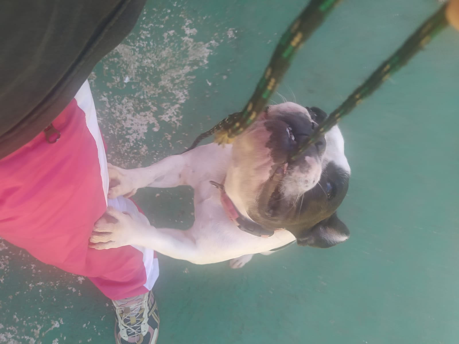 Foto do dia 15/04/2026 11:47  na clínica Animal House