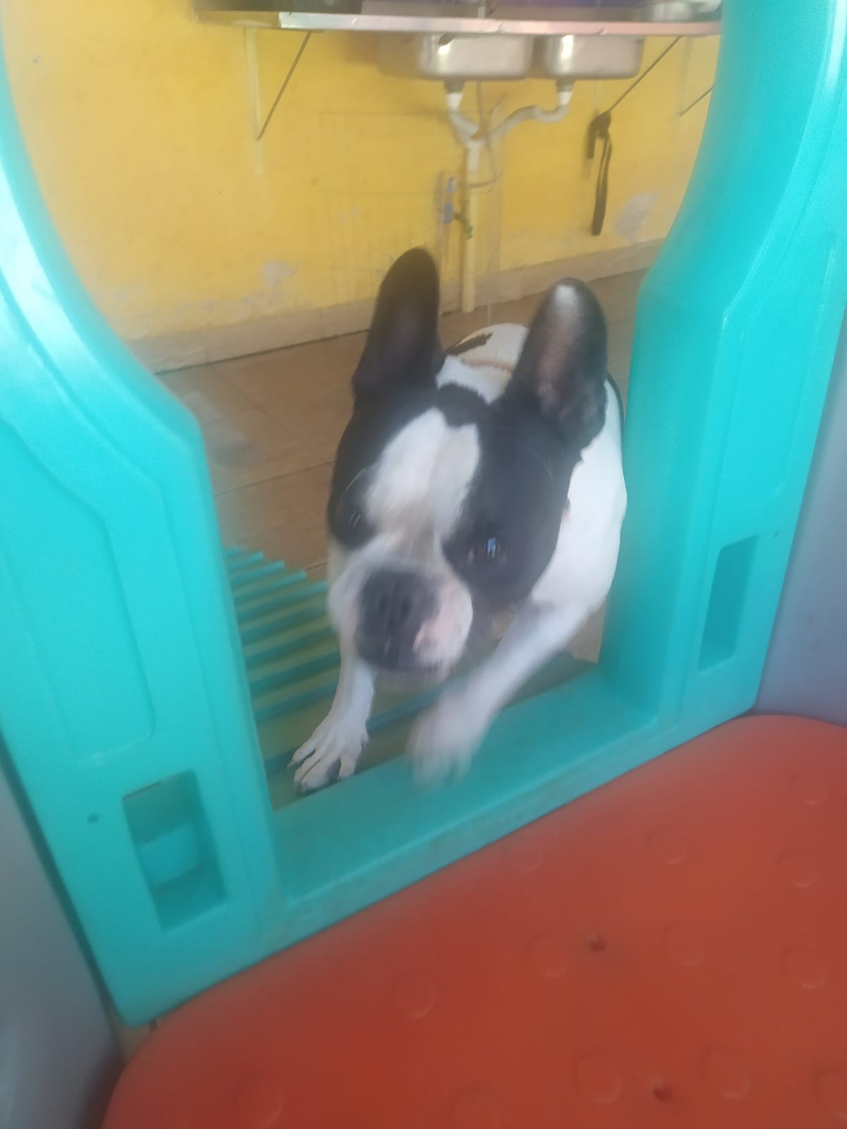 Foto do dia 15/04/2026 11:47  na clínica Animal House