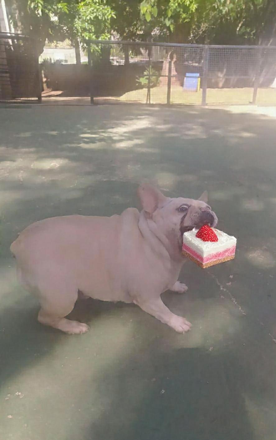 Foto do dia 15/04/2026 12:05  na clínica Animal House