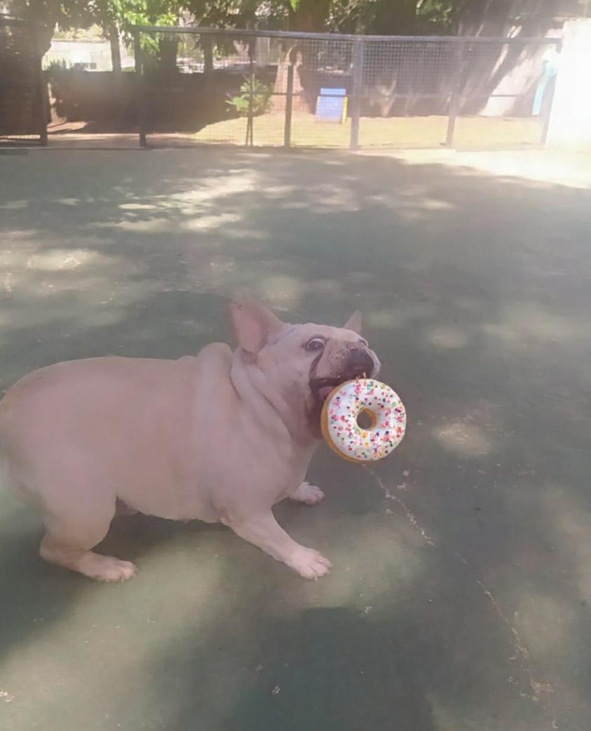 Foto do dia 15/04/2026 12:09  na clínica Animal House