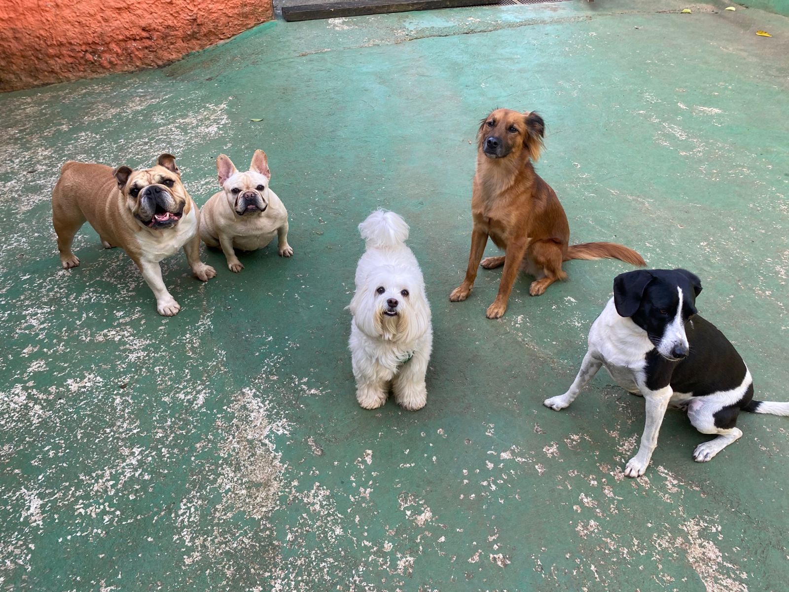 Foto do dia 15/04/2026 16:12  na clínica Animal House