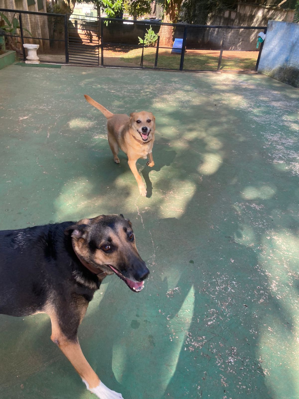 Foto do dia 17/04/2026 10:08  na clínica Animal House