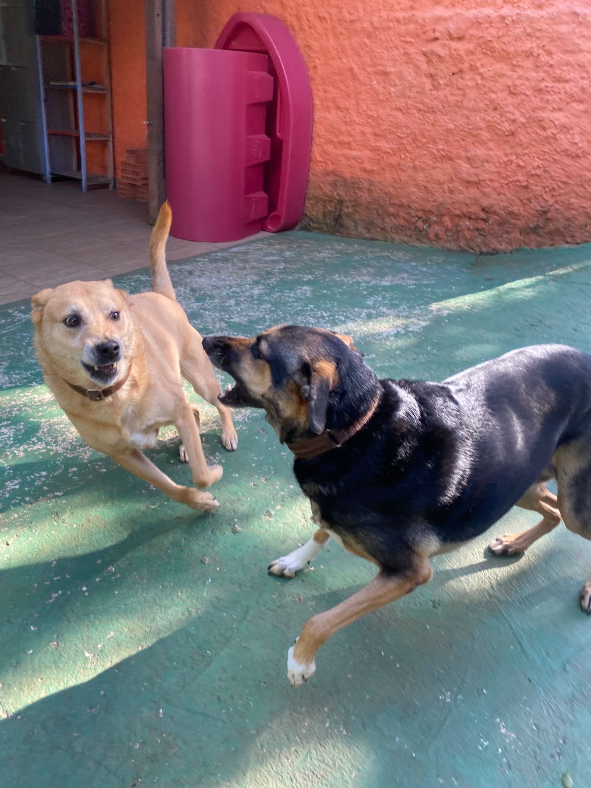 Foto do dia 17/04/2026 10:08  na clínica Animal House