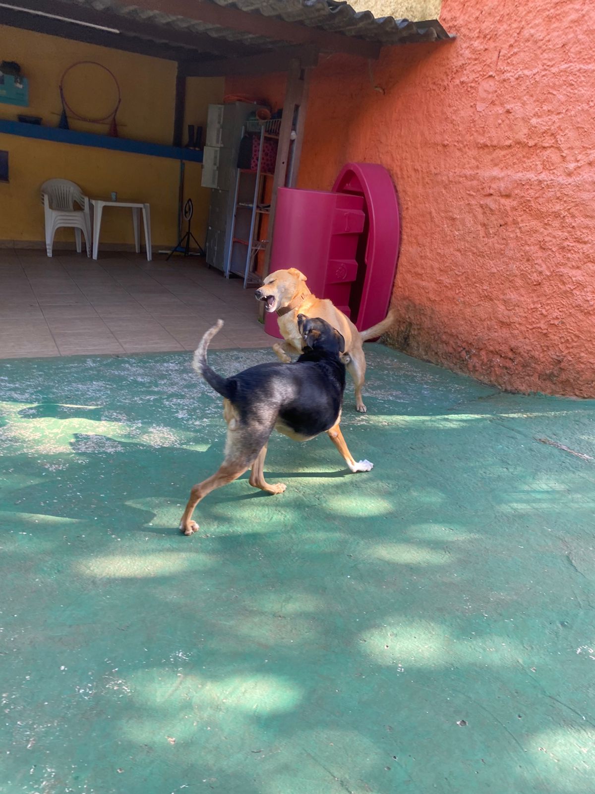 Foto do dia 17/04/2026 10:08  na clínica Animal House