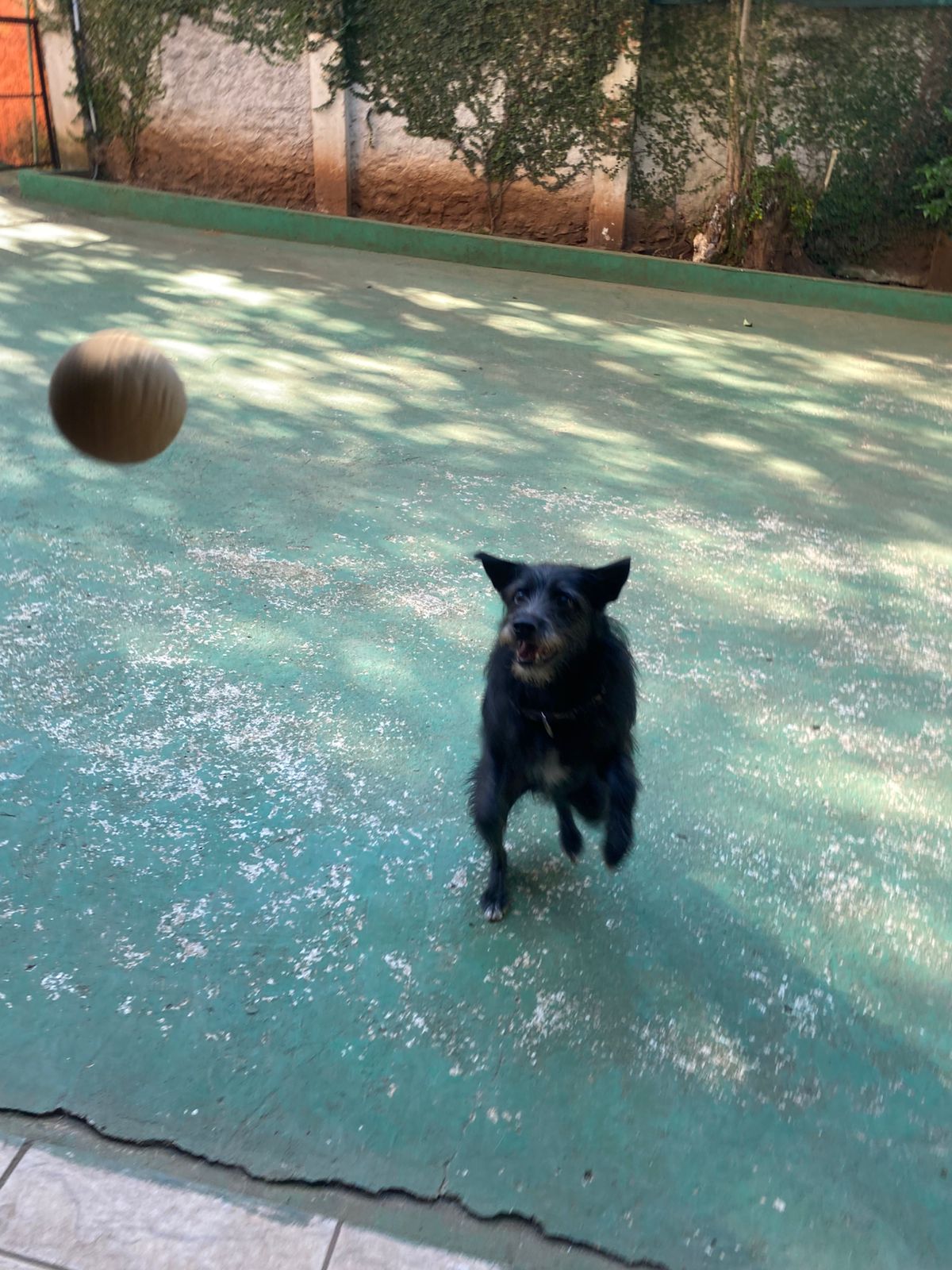 Foto do dia 17/04/2026 10:08  na clínica Animal House