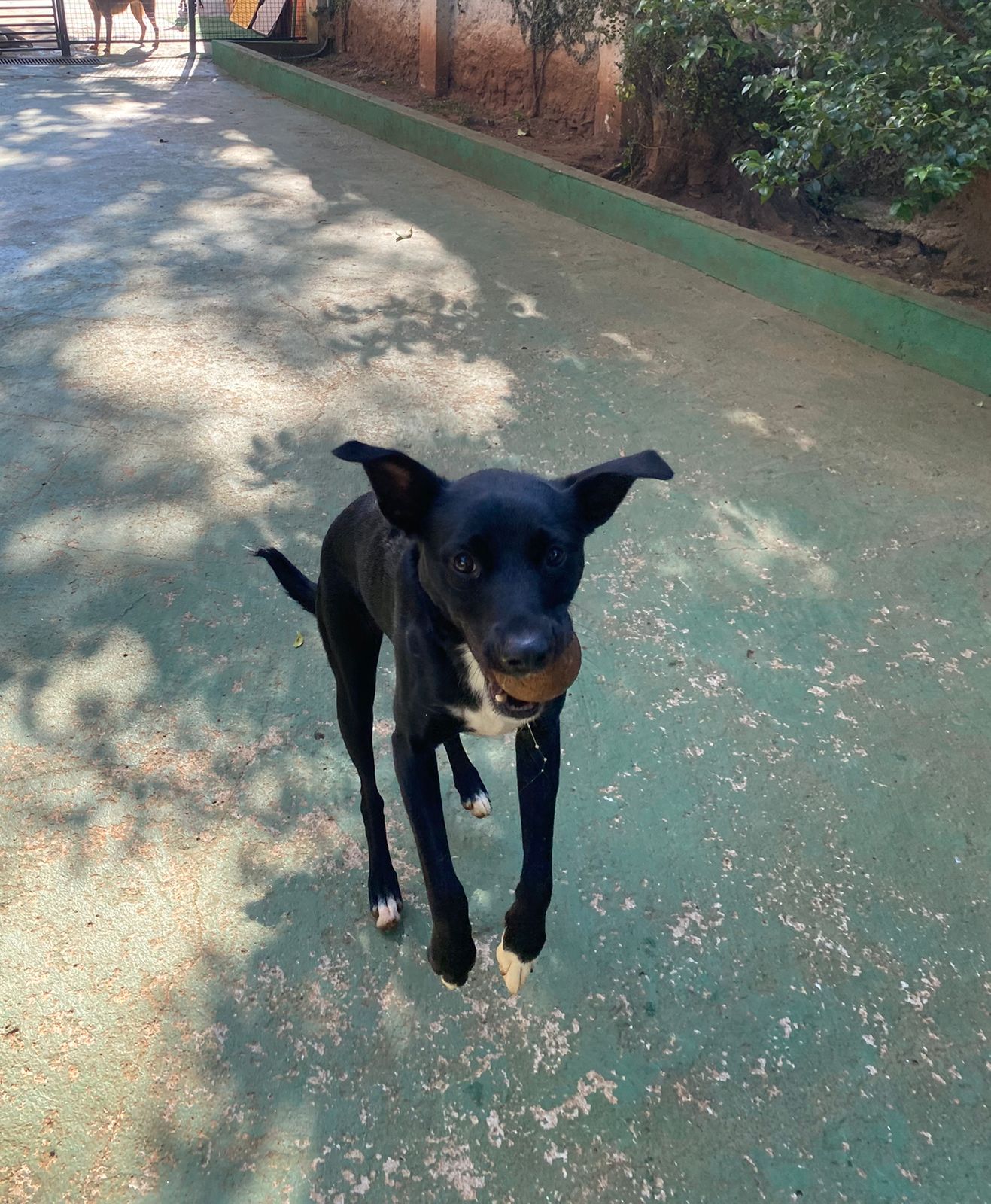 Foto do dia 17/04/2026 10:09  na clínica Animal House