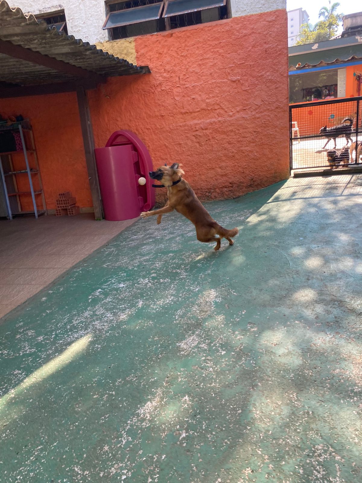 Foto do dia 17/04/2026 10:10  na clínica Animal House