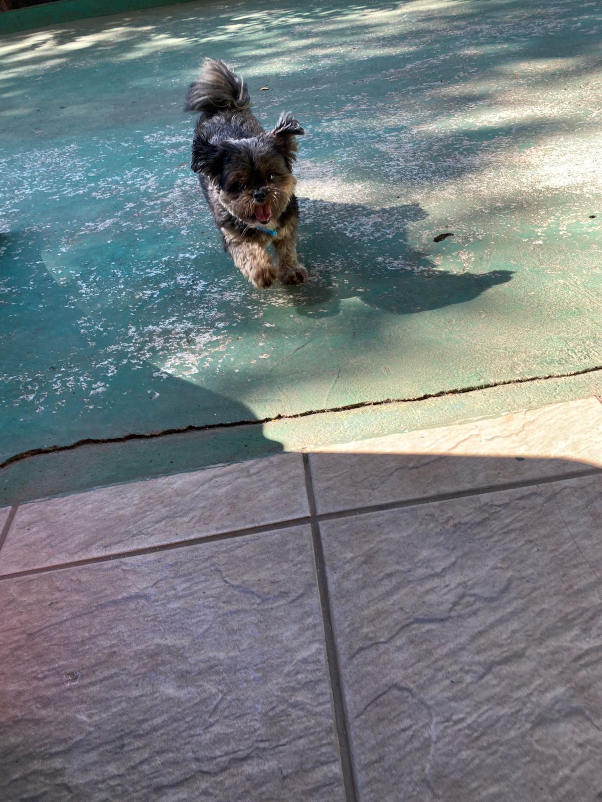 Foto do dia 17/04/2026 10:10  na clínica Animal House