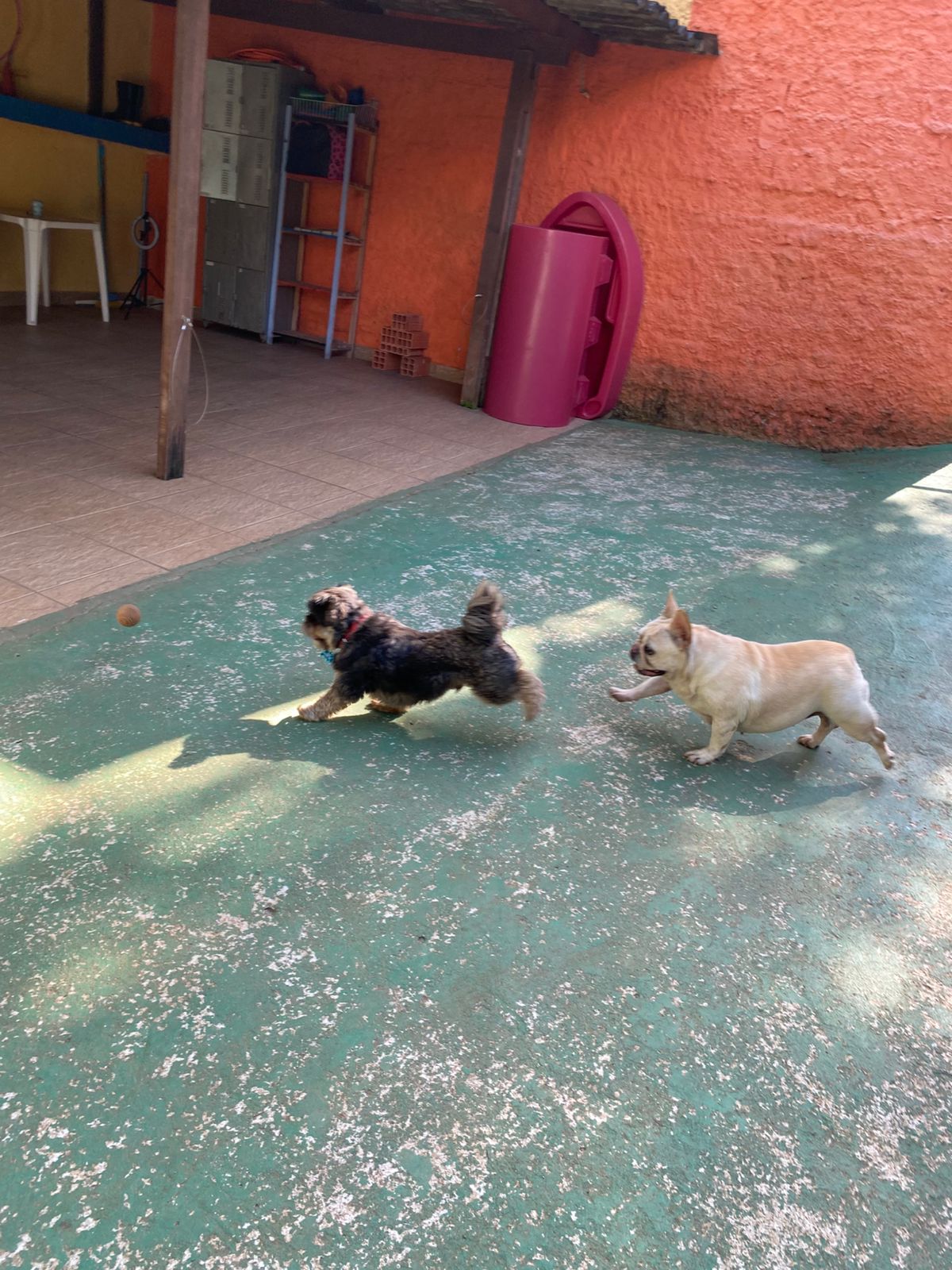 Foto do dia 17/04/2026 10:10  na clínica Animal House