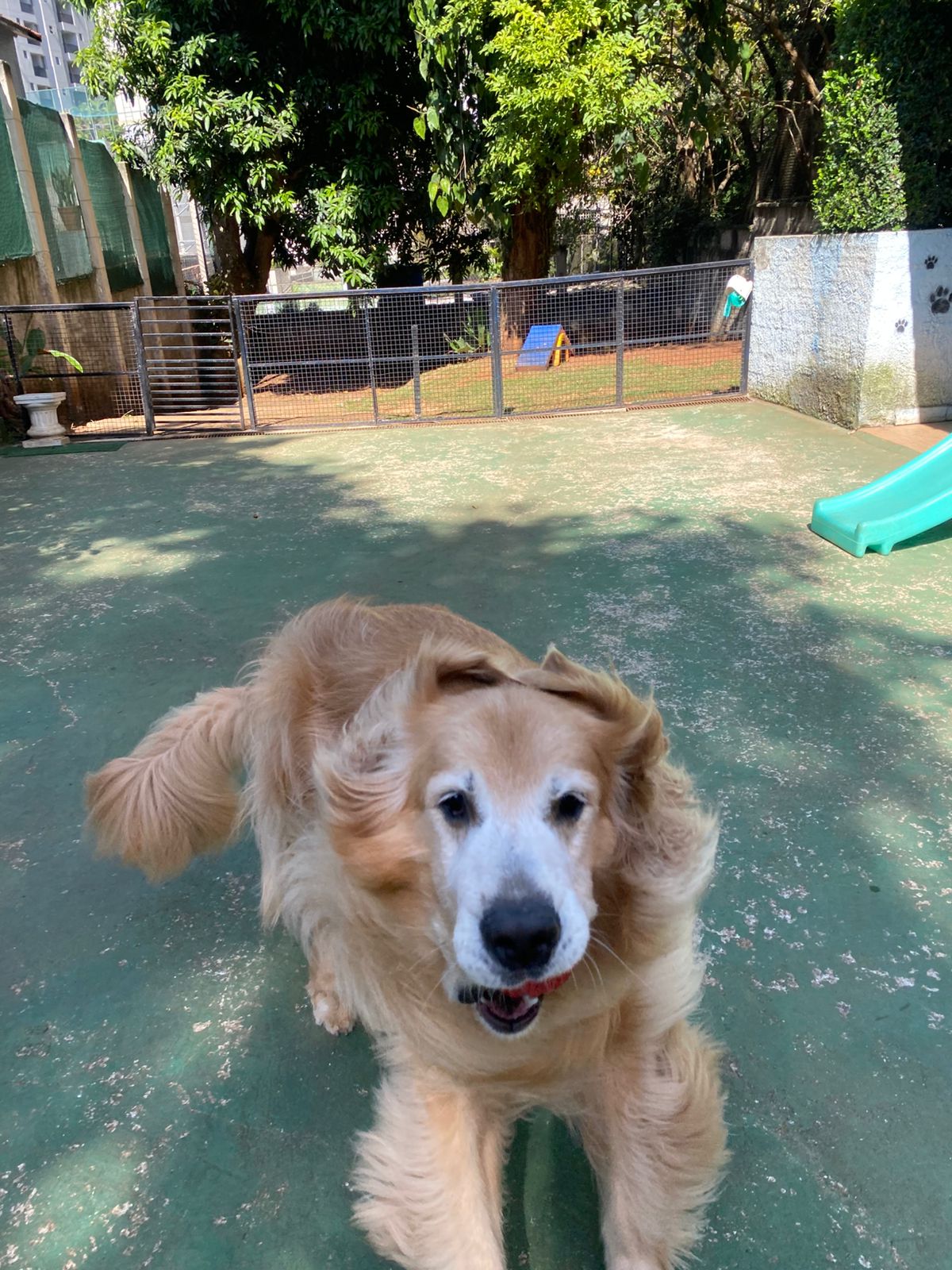 Foto do dia 17/04/2026 10:59  na clínica Animal House