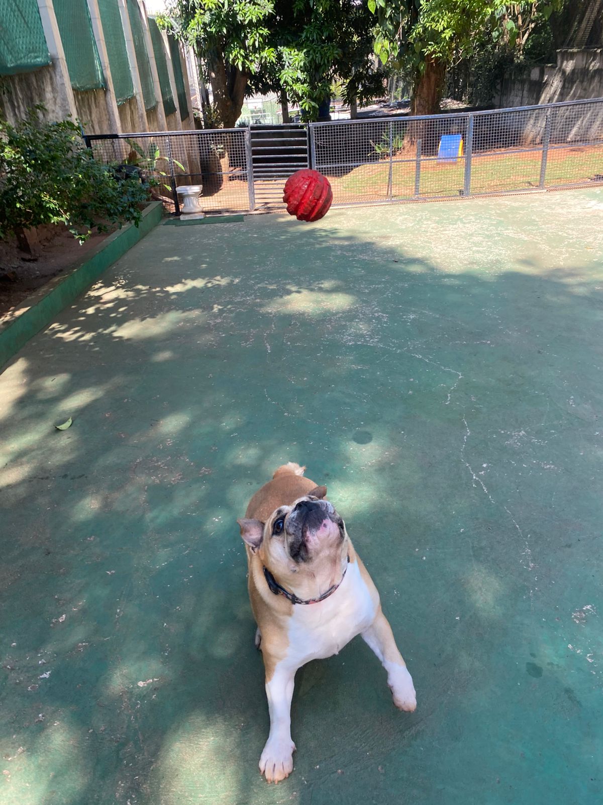 Foto do dia 17/04/2026 11:00  na clínica Animal House