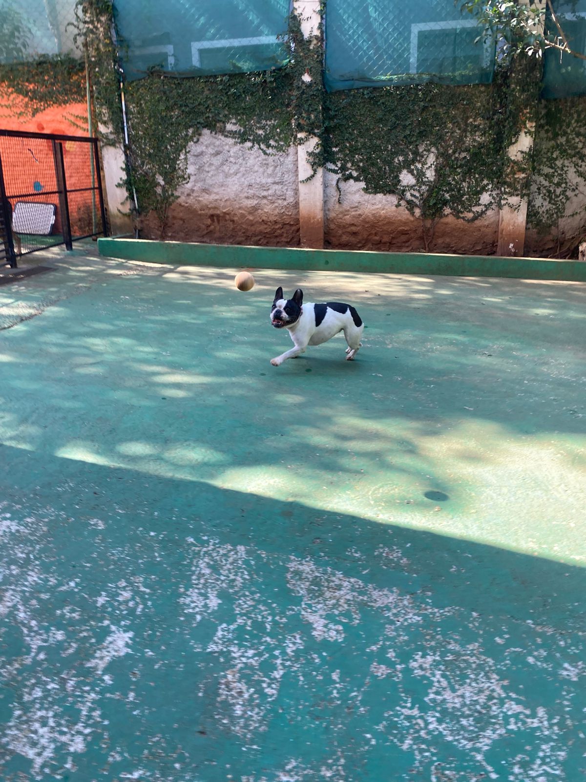 Foto do dia 17/04/2026 11:00  na clínica Animal House