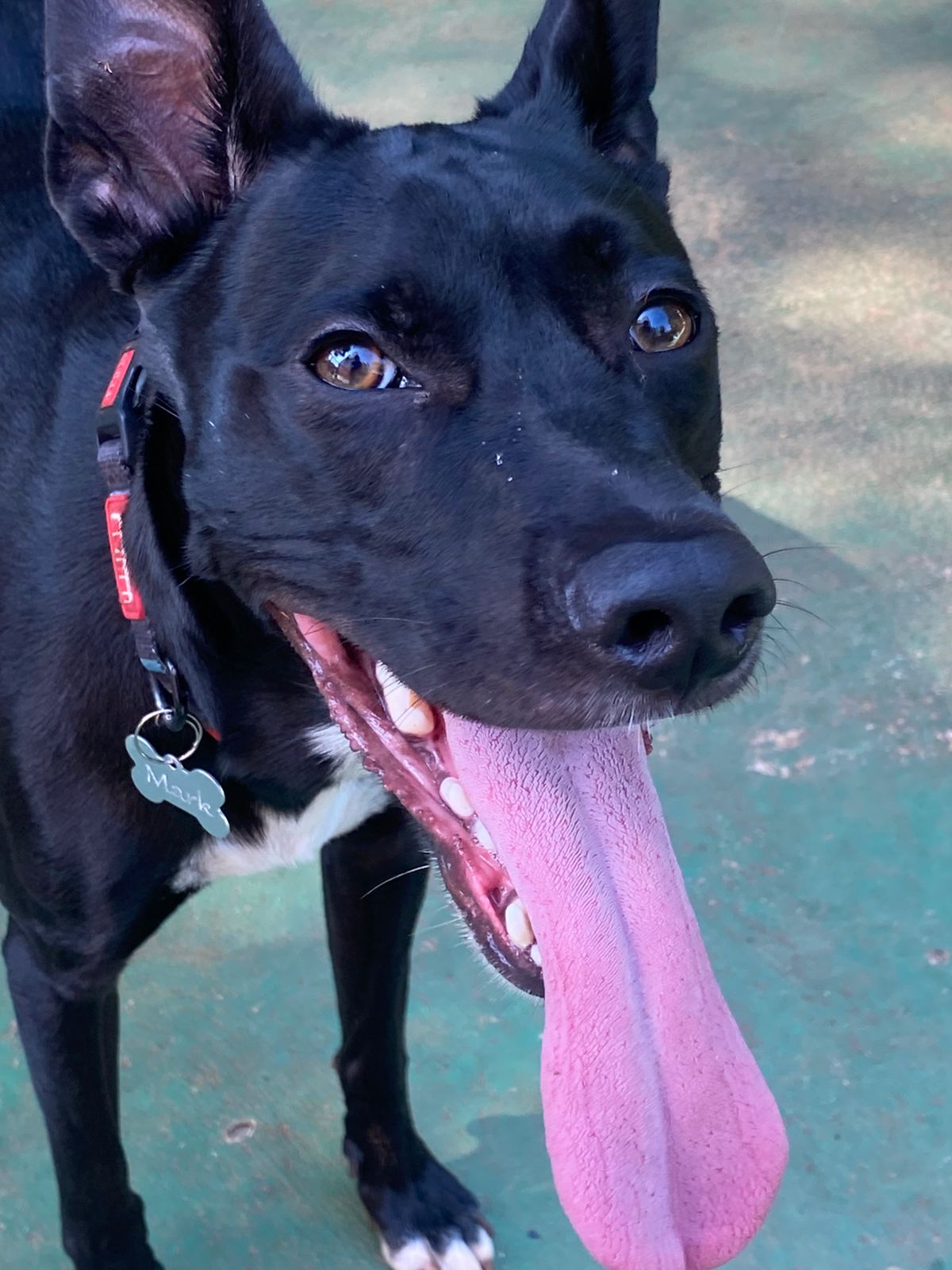 Foto do dia 17/04/2026 11:00  na clínica Animal House