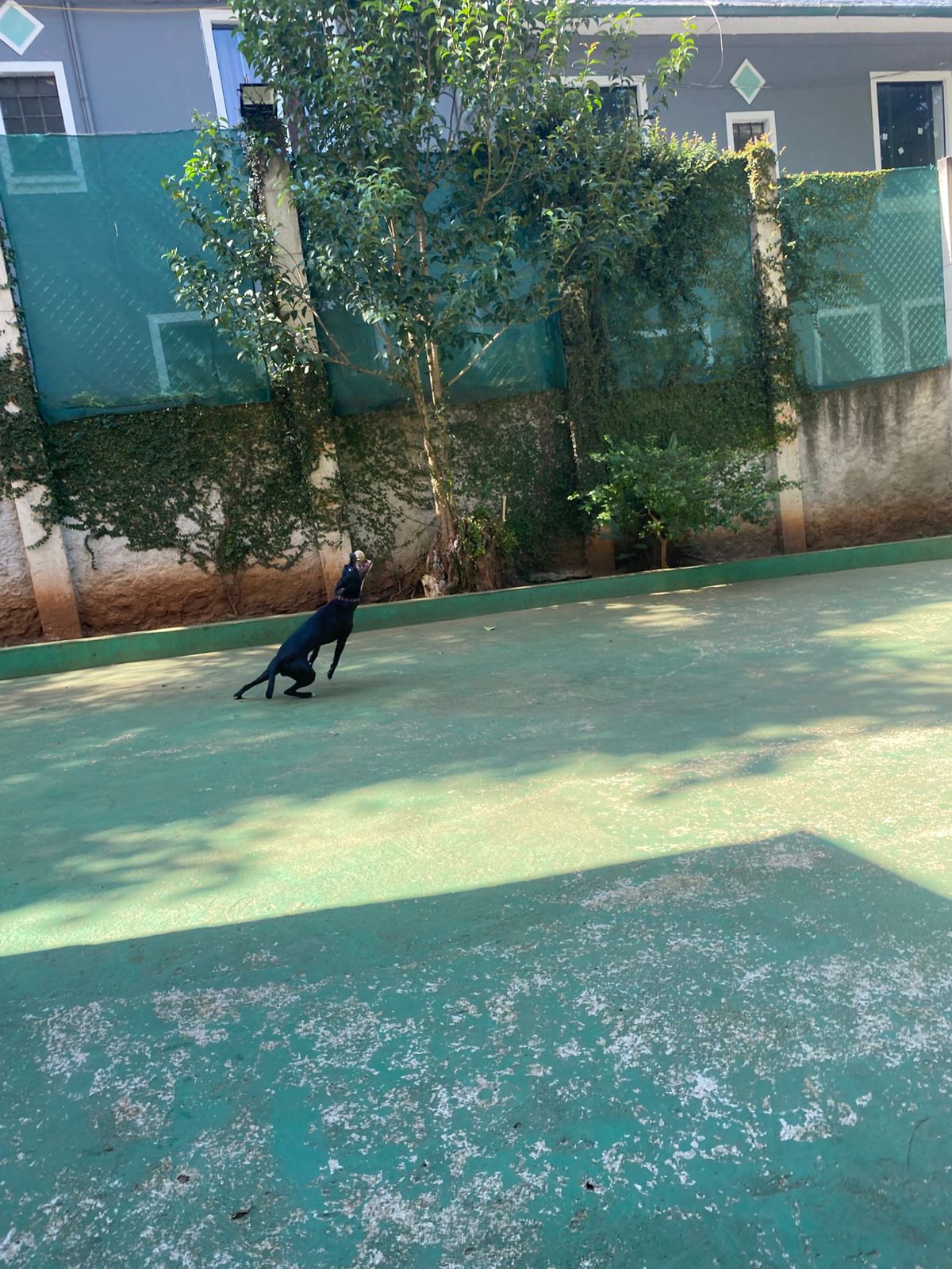 Foto do dia 17/04/2026 11:00  na clínica Animal House