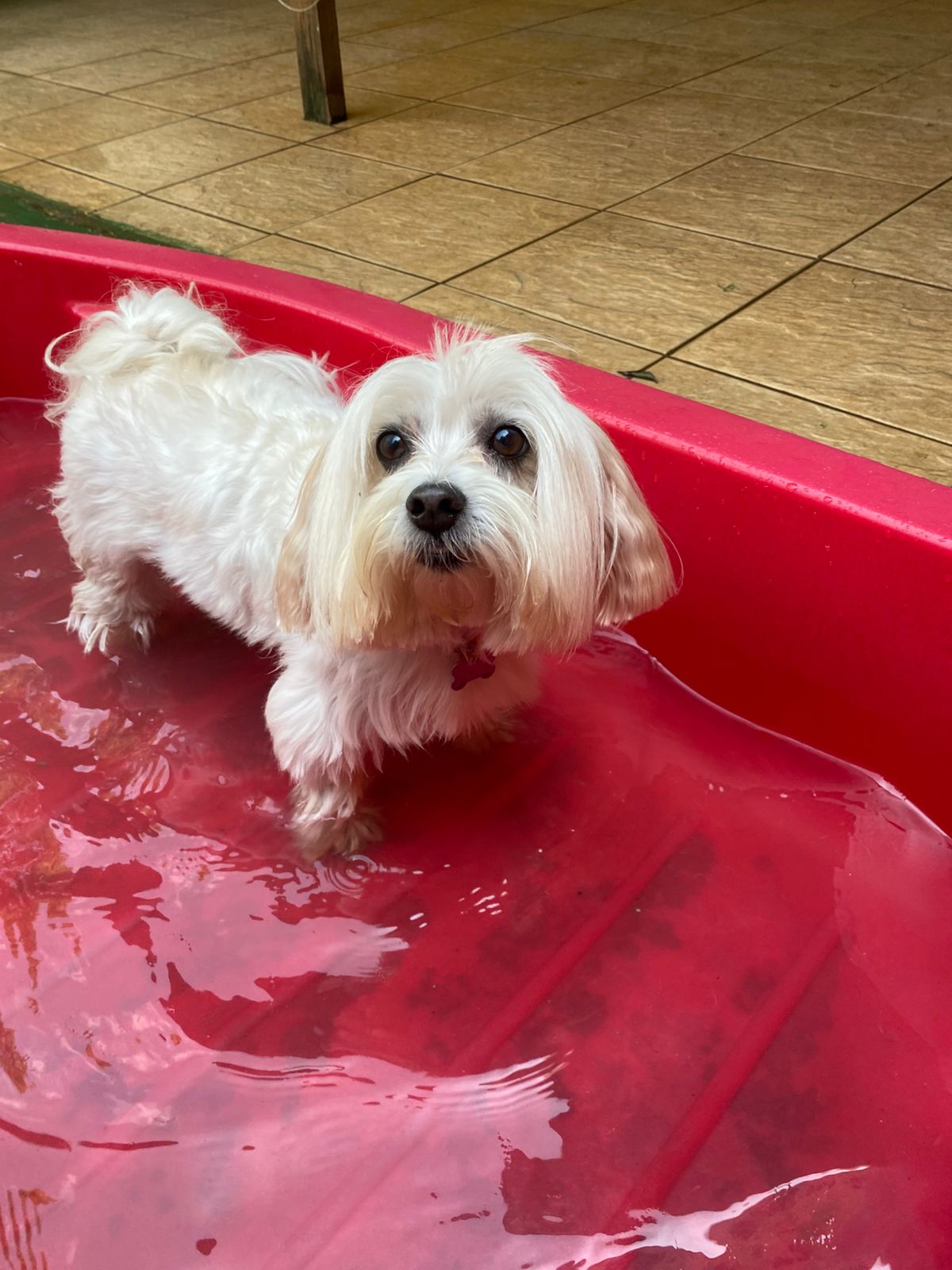 Foto do dia 17/04/2026 11:47  na clínica Animal House