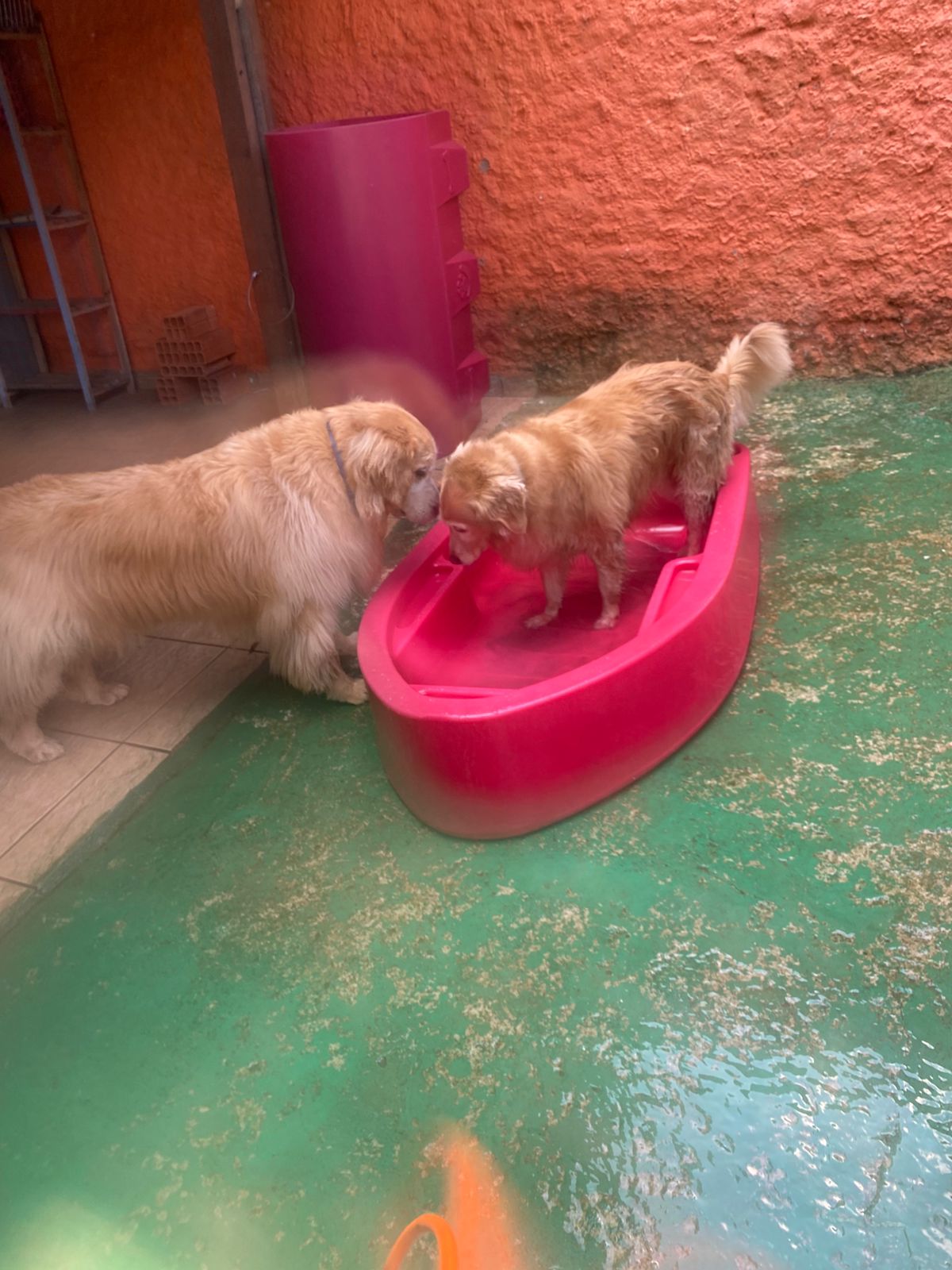 Foto do dia 17/04/2026 11:47  na clínica Animal House