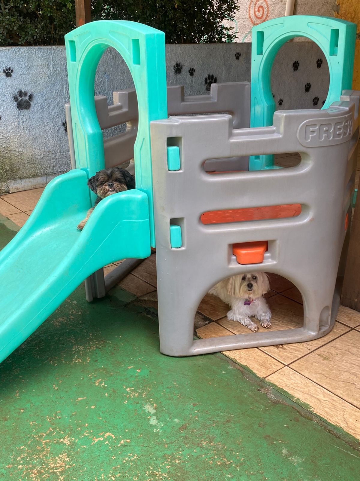 Foto do dia 17/04/2026 11:51  na clínica Animal House