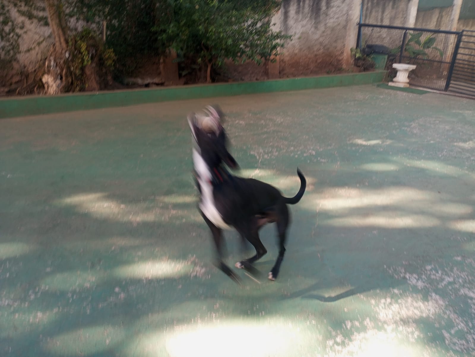 Foto do dia 20/04/2026 09:31  na clínica Animal House