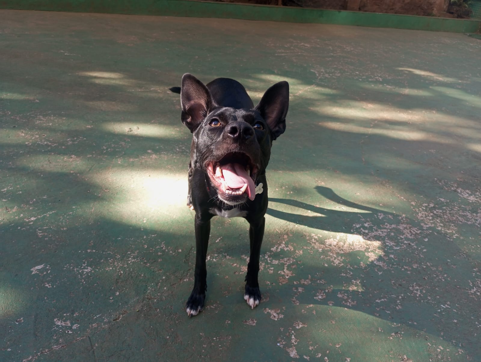 Foto do dia 20/04/2026 09:31  na clínica Animal House