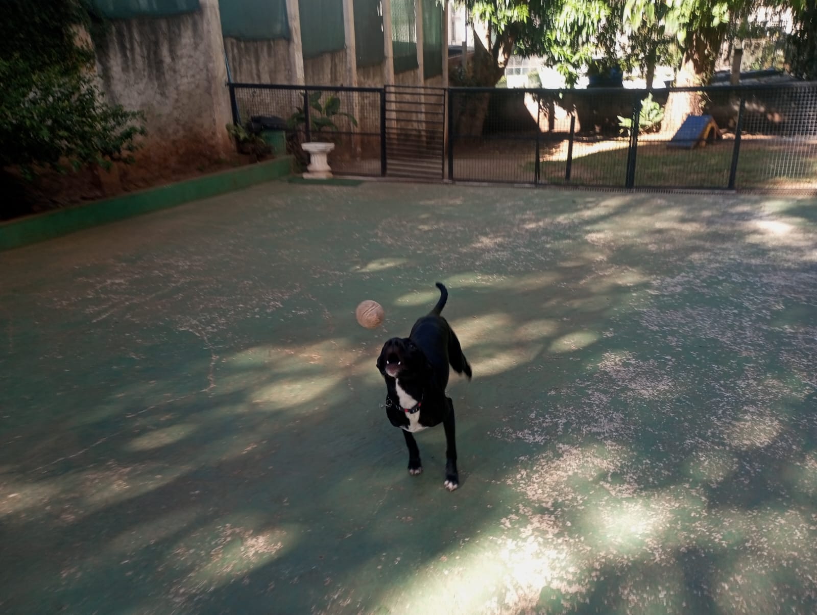 Foto do dia 20/04/2026 09:31  na clínica Animal House