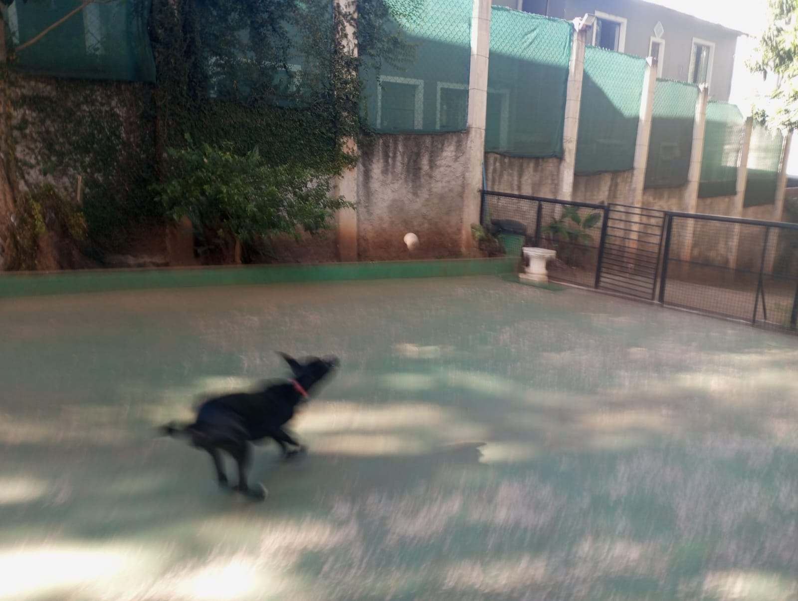 Foto do dia 20/04/2026 09:31  na clínica Animal House