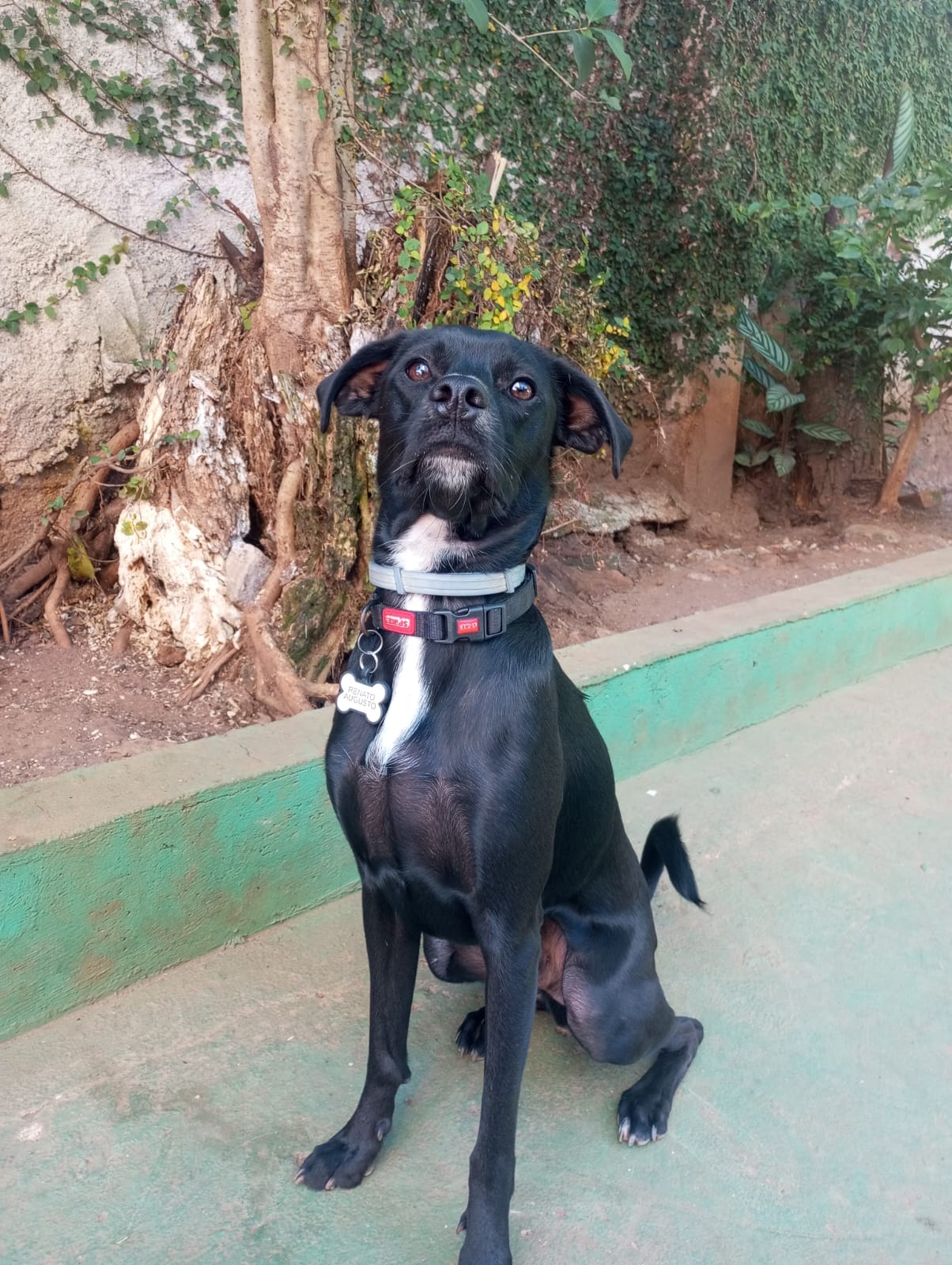 Foto do dia 20/04/2026 09:47  na clínica Animal House