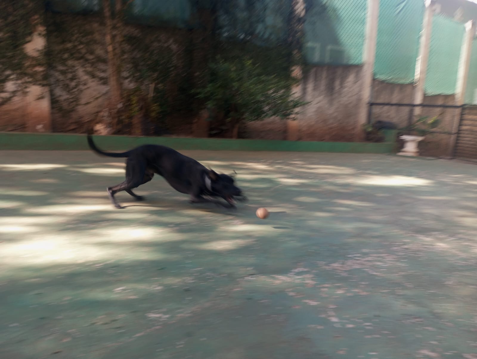 Foto do dia 20/04/2026 09:47  na clínica Animal House