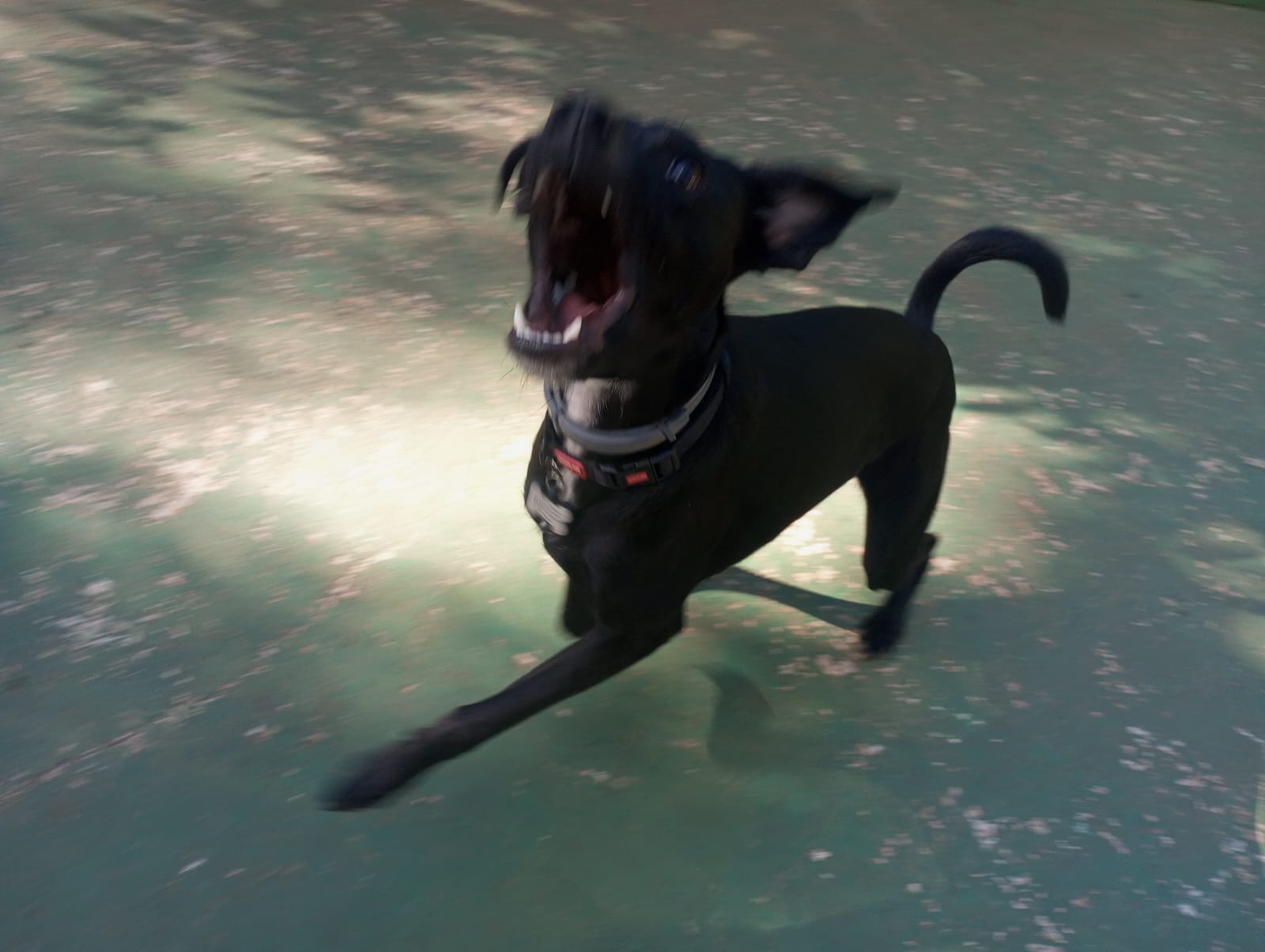 Foto do dia 20/04/2026 09:47  na clínica Animal House