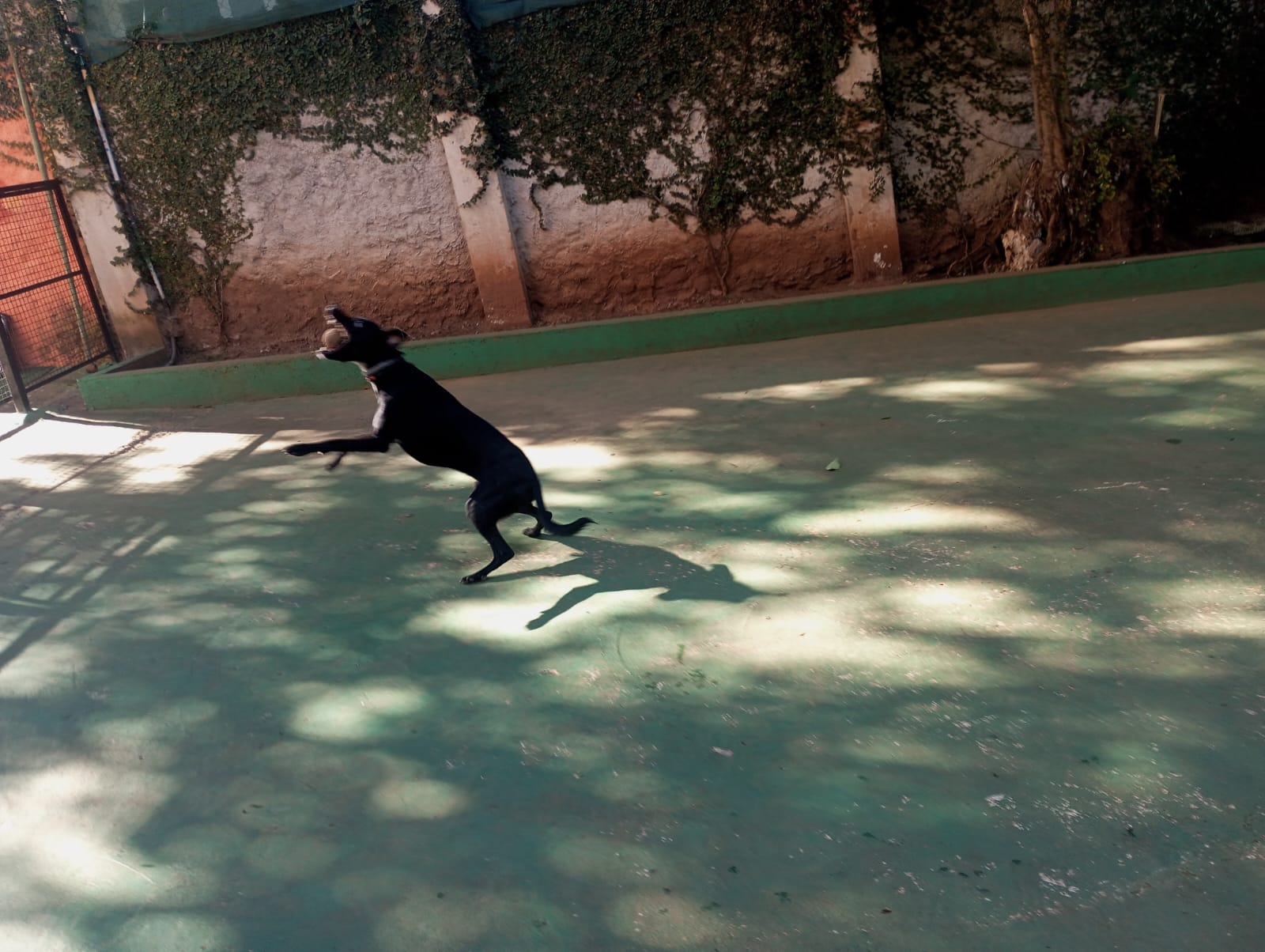 Foto do dia 20/04/2026 09:47  na clínica Animal House