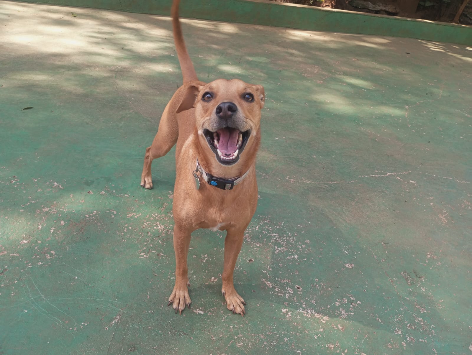 Foto do dia 20/04/2026 10:27  na clínica Animal House