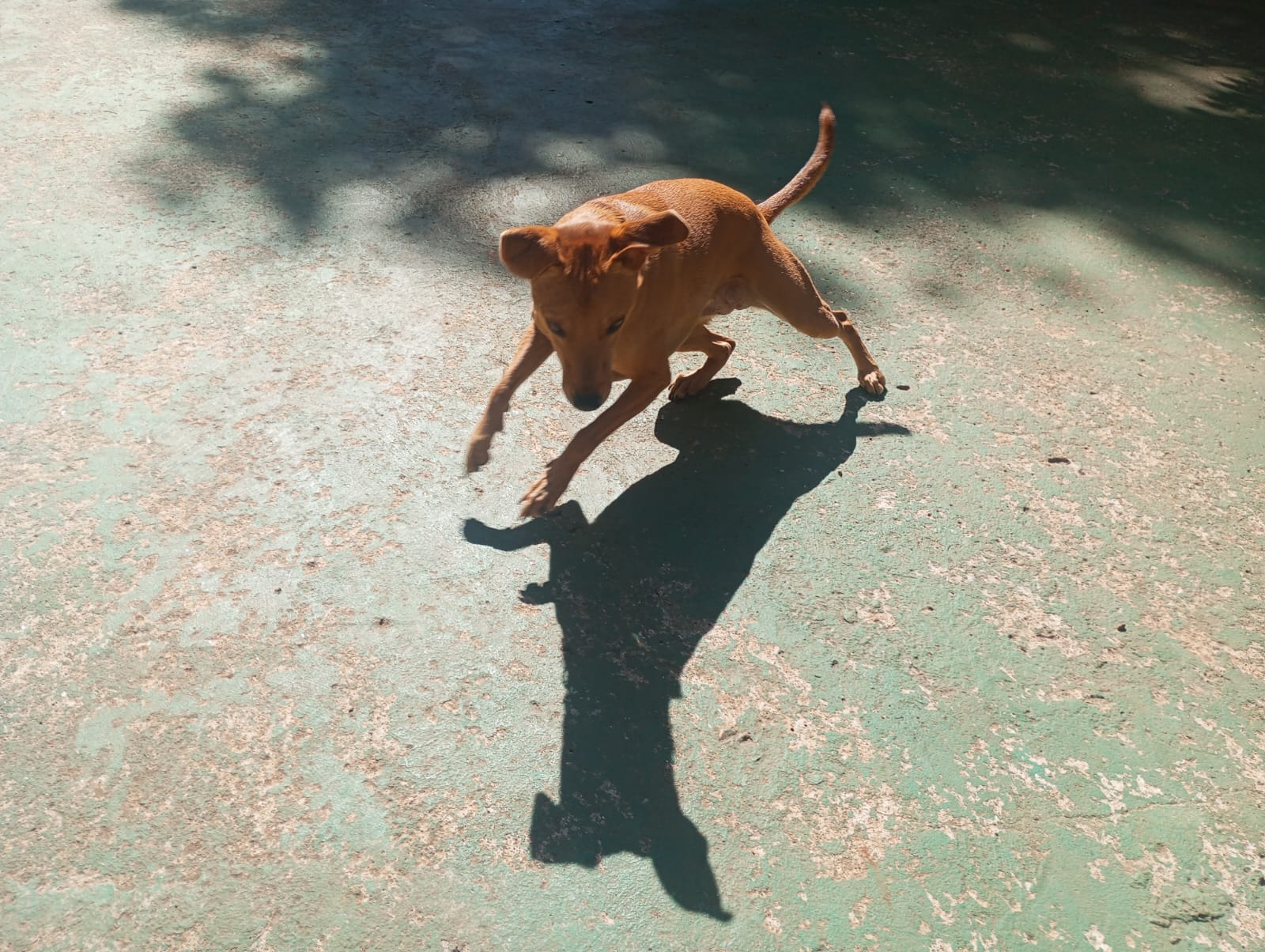 Foto do dia 20/04/2026 10:28  na clínica Animal House