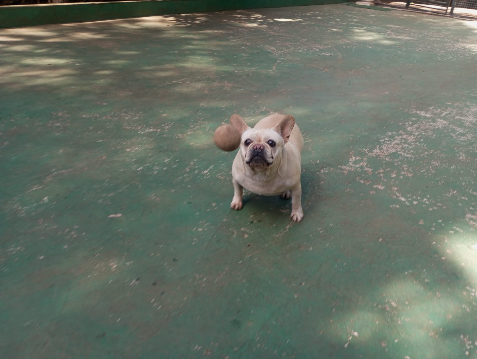 Foto do dia 20/04/2026 10:28  na clínica Animal House