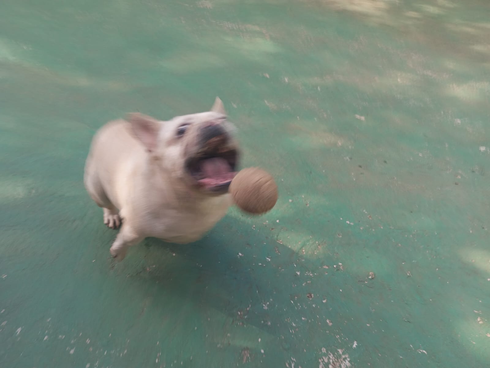 Foto do dia 20/04/2026 10:28  na clínica Animal House