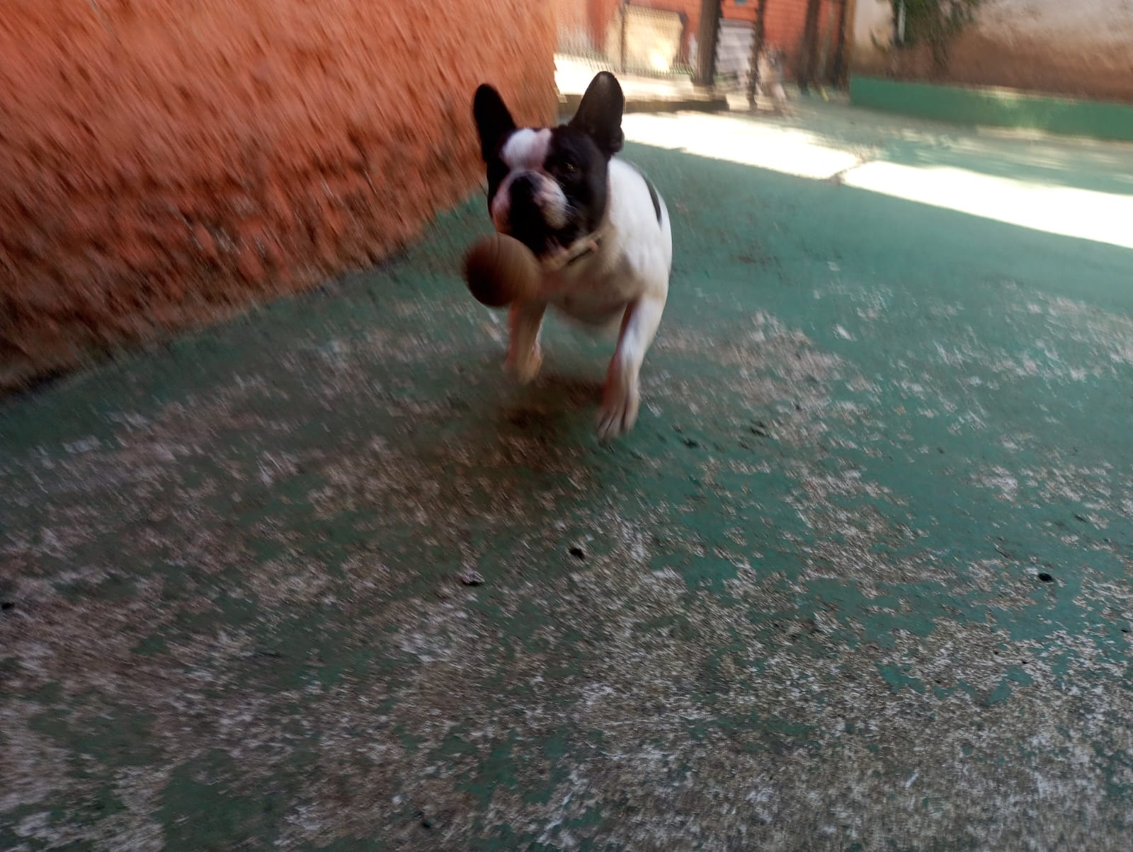 Foto do dia 20/04/2026 11:04  na clínica Animal House