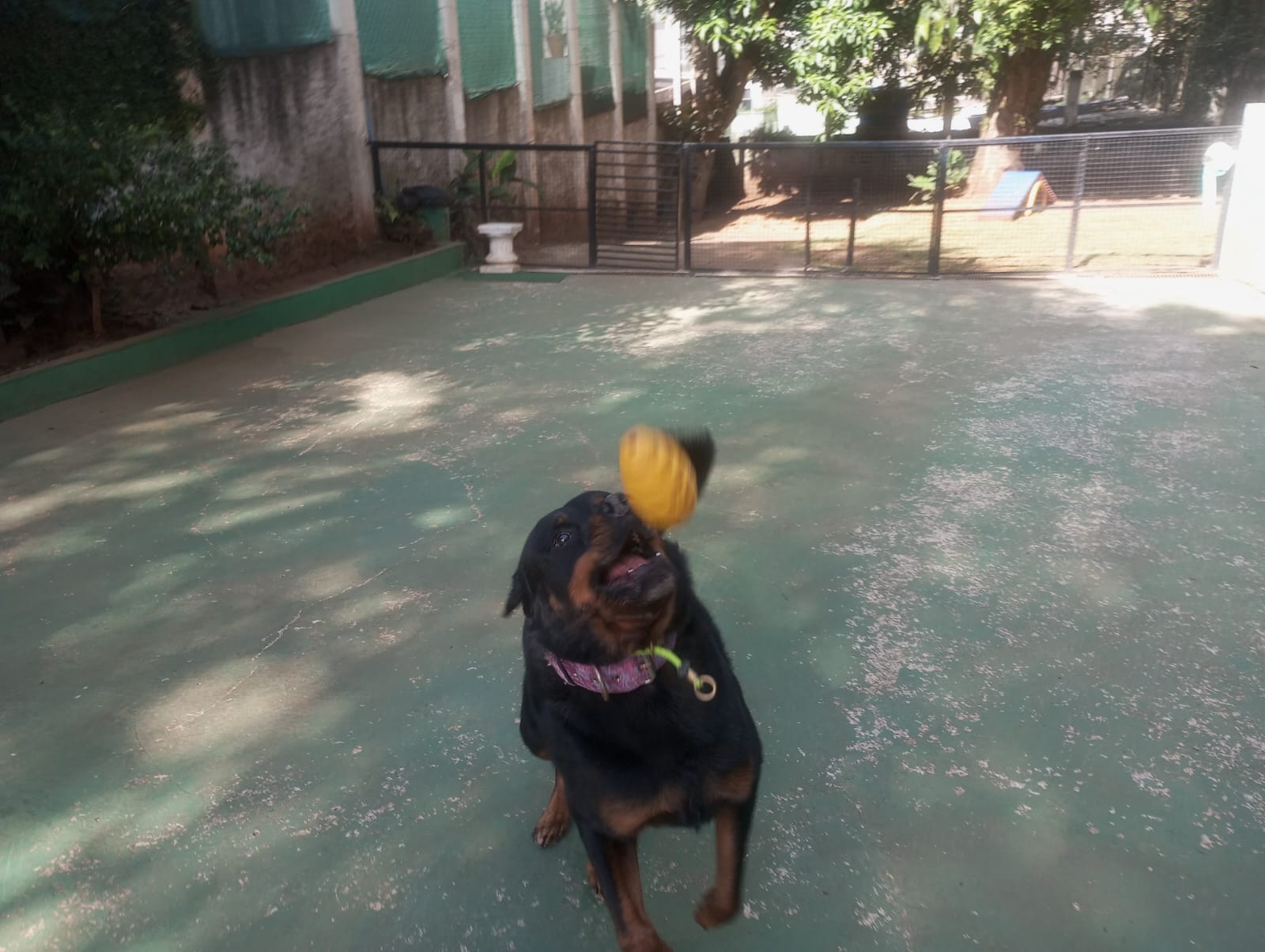 Foto do dia 22/04/2026 10:14  na clínica Animal House