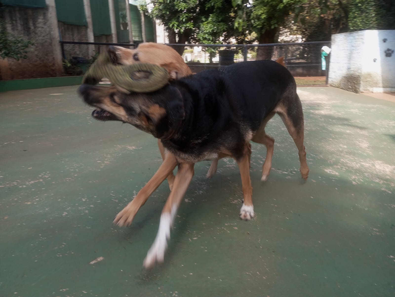 Foto do dia 22/04/2026 10:14  na clínica Animal House