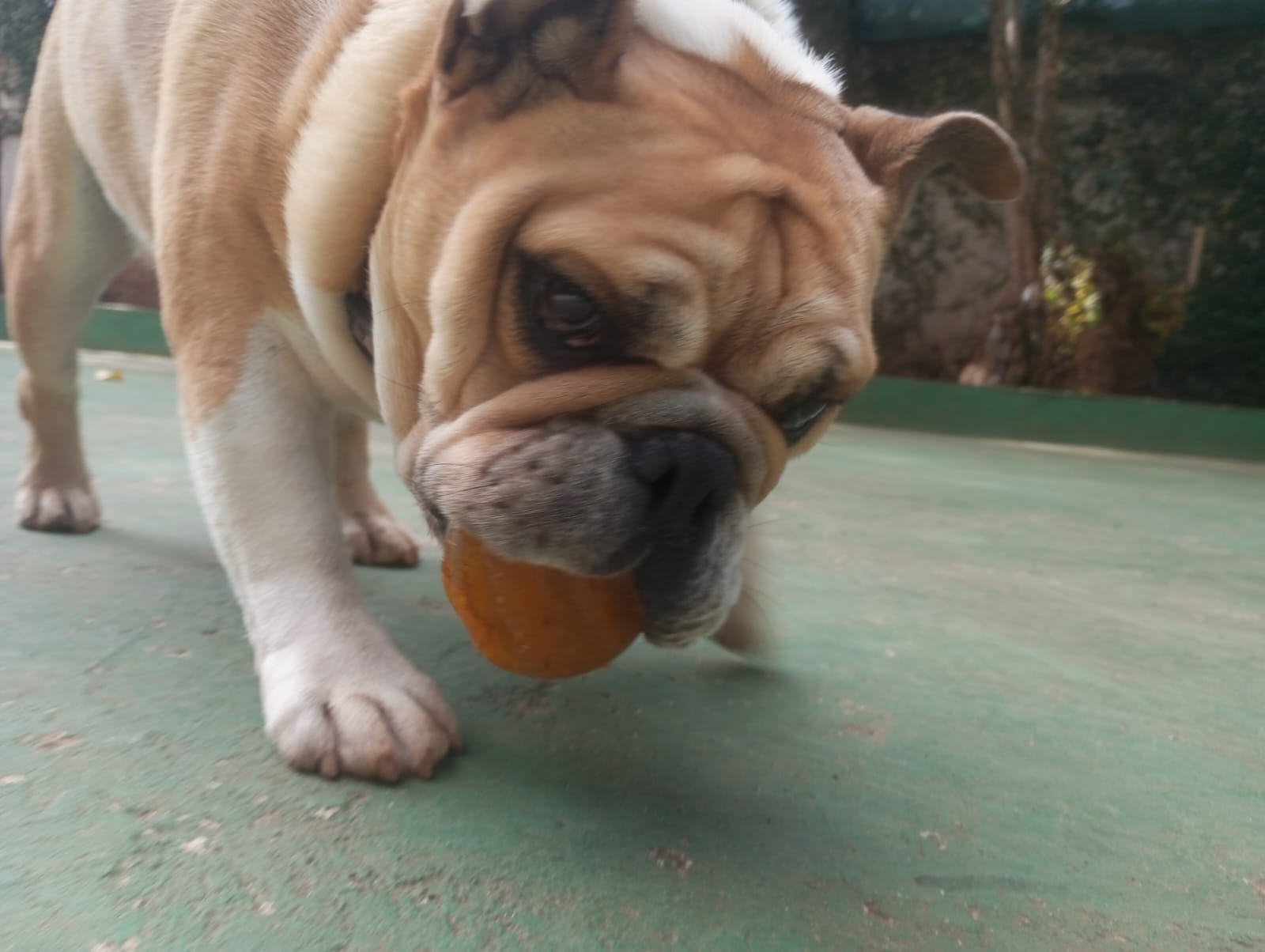 Foto do dia 22/04/2026 10:28  na clínica Animal House