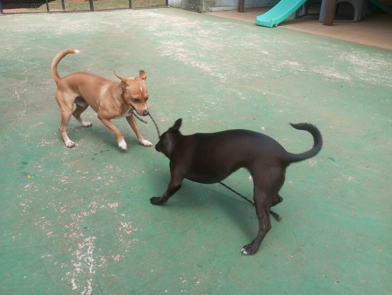 Foto do dia 22/04/2026 10:43  na clínica Animal House