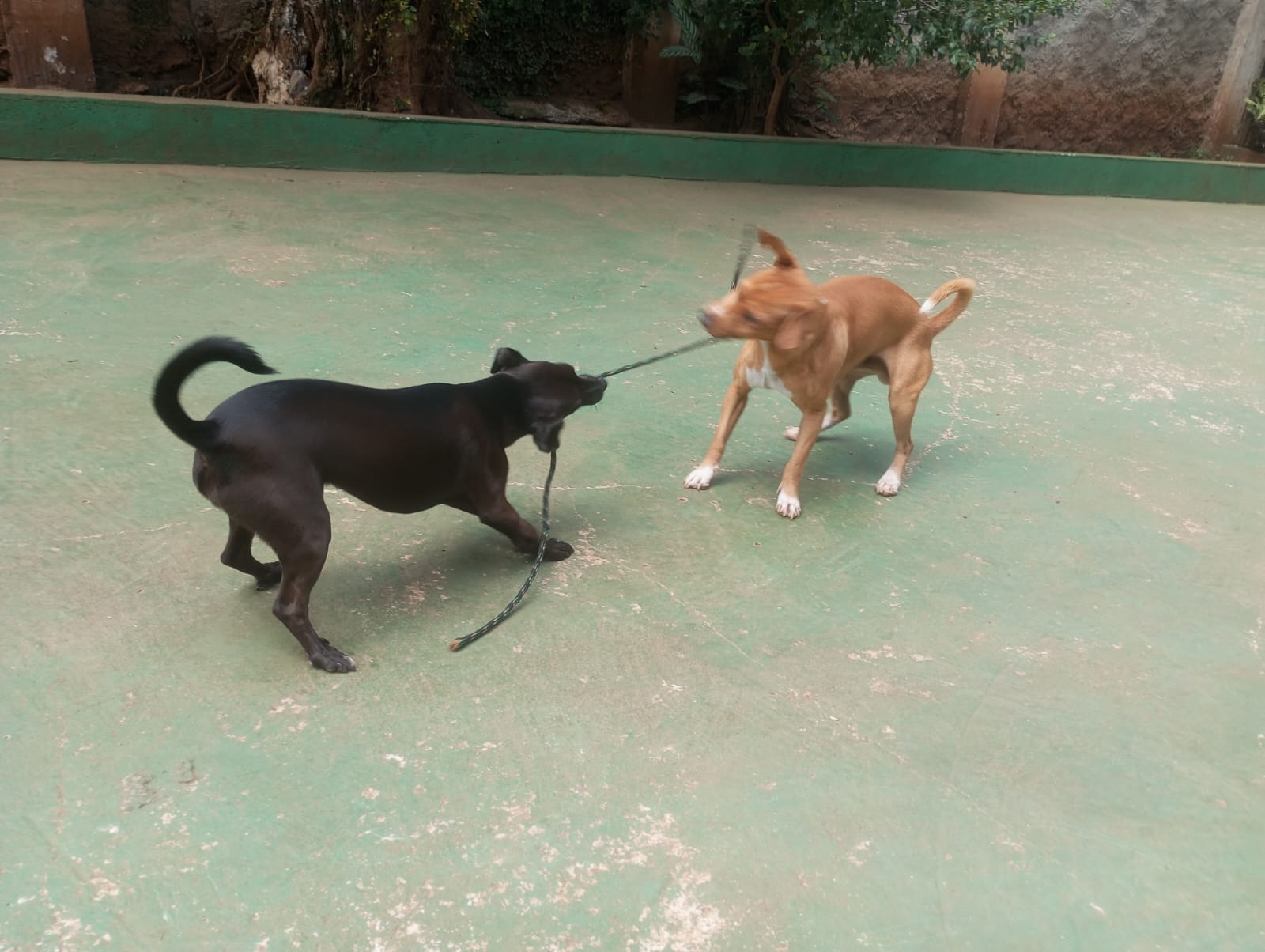 Foto do dia 22/04/2026 10:43  na clínica Animal House